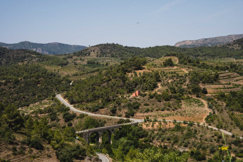 View of the vineyards