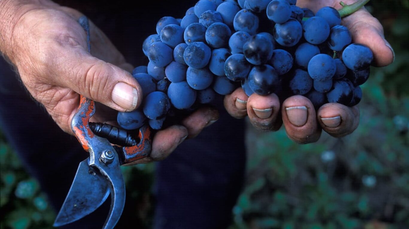 A Bunch Of Black Grapes In A Mans Hands
